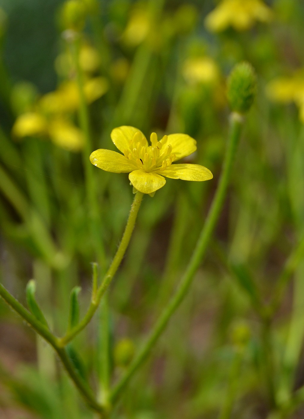 Image of Ranunculus oxyspermus specimen.