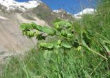 Cerinthe glabra подвид caucasica. Верхушка плодоносящего растения. Кабардино-Балкария, Эльбрусский р-н, долина р. Ирик, ок. 2800 м н.у.м., субальпийский луг на склоне горы. 14.07.2016.