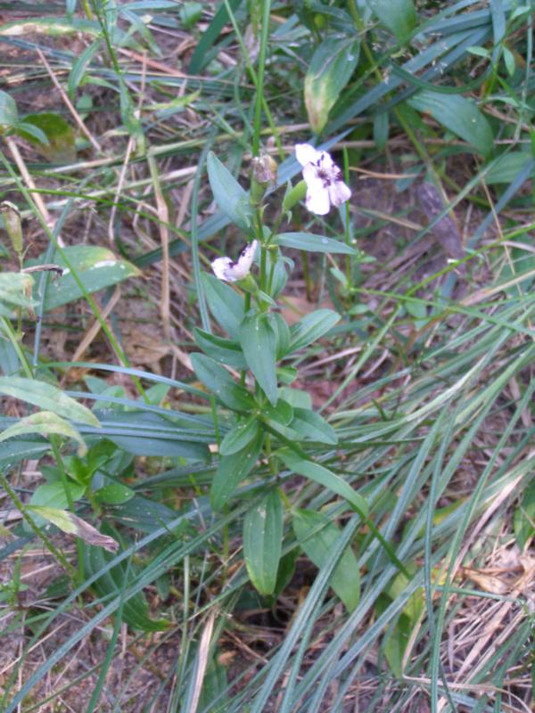 Image of Saponaria officinalis specimen.