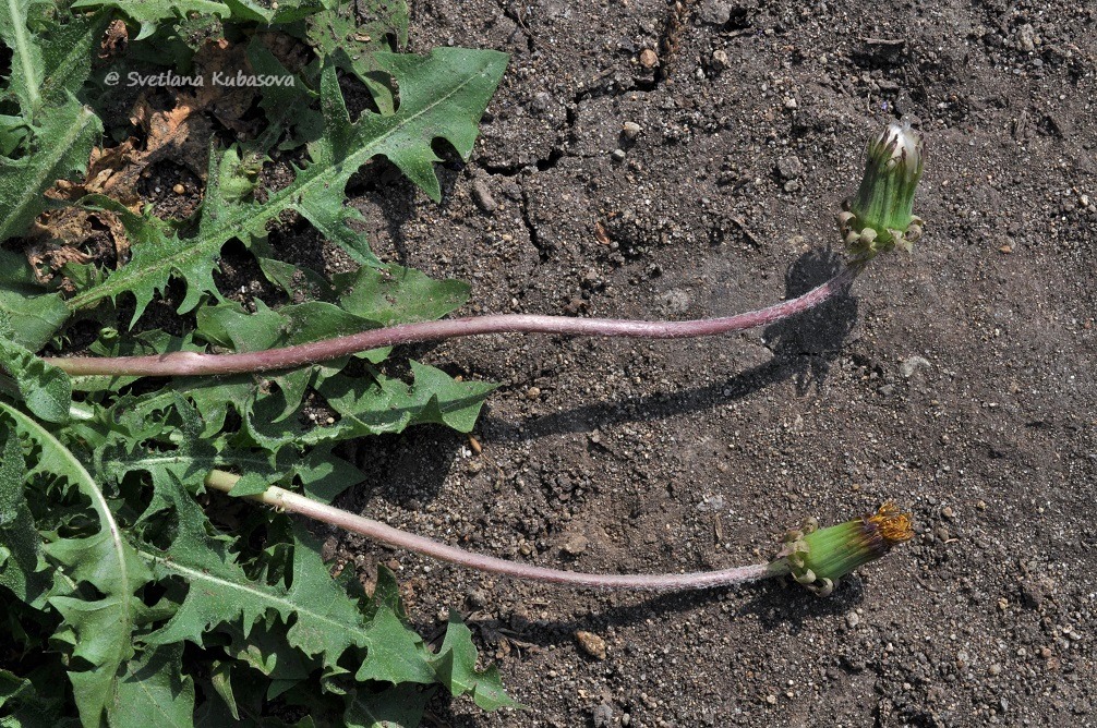 Image of Taraxacum distantilobum specimen.