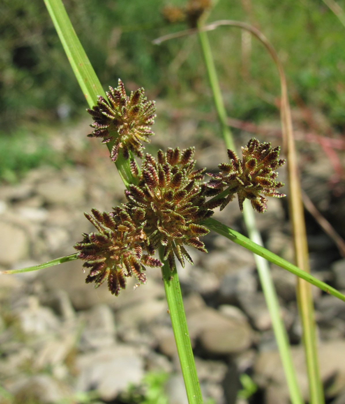 Image of Cyperus difformis specimen.