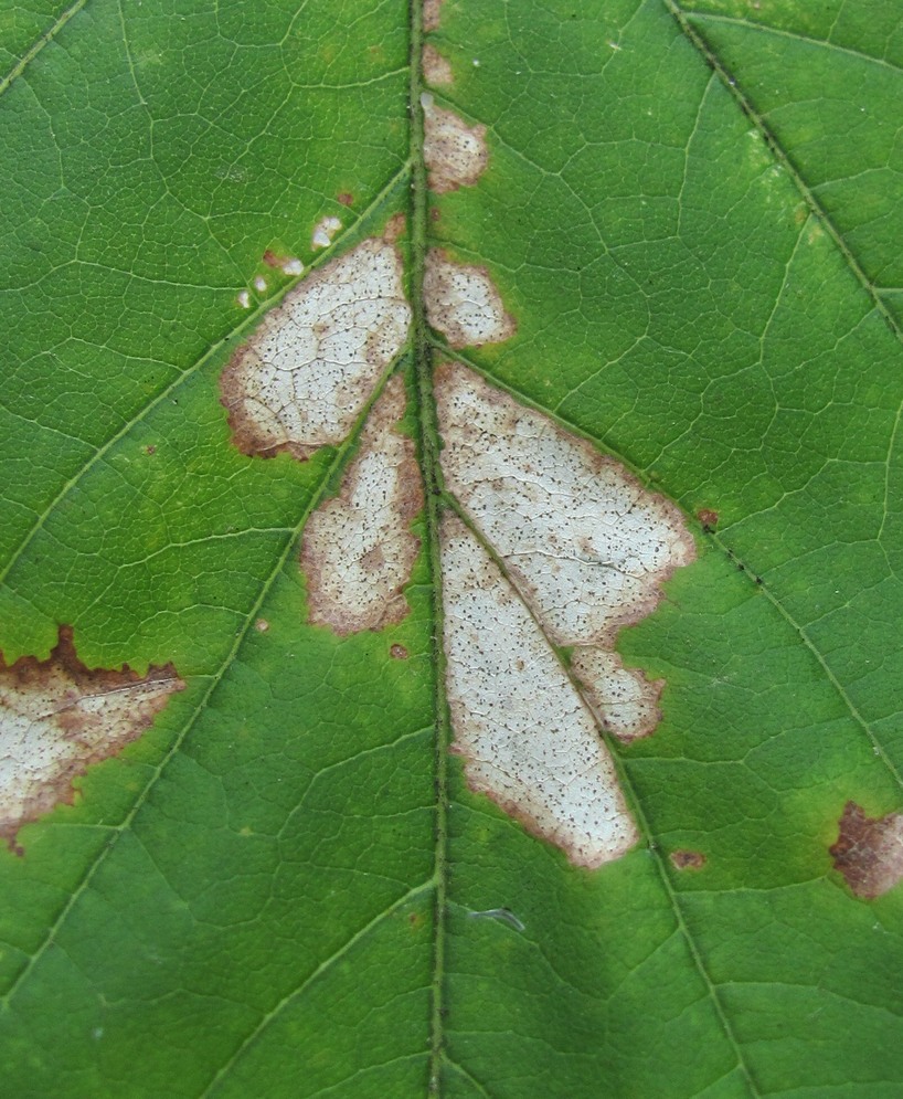 Image of Acer negundo specimen.