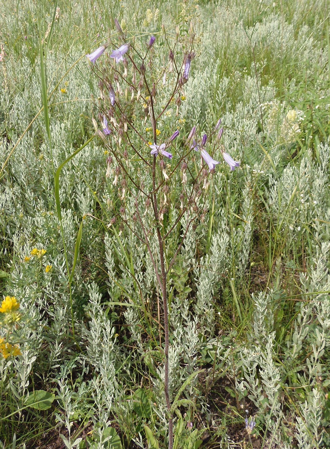 Image of Campanula sibirica specimen.