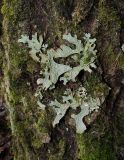 Lobaria pulmonaria. Талломы. Архангельская обл., Холмогорский р-н, окр. пос. Мал. Товра, лес, на стволе дерева. 19.05.2013.