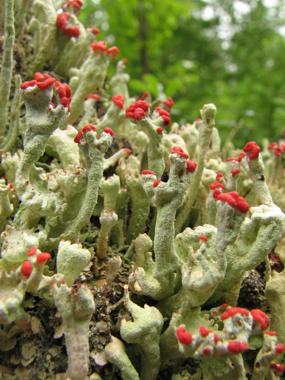 Изображение особи Cladonia deformis.