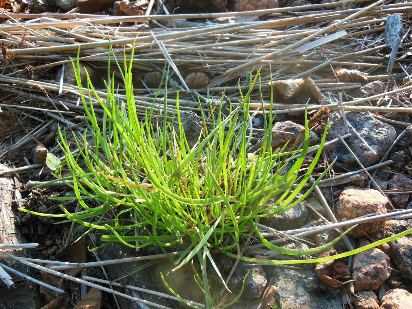 Image of Plantago maritima specimen.