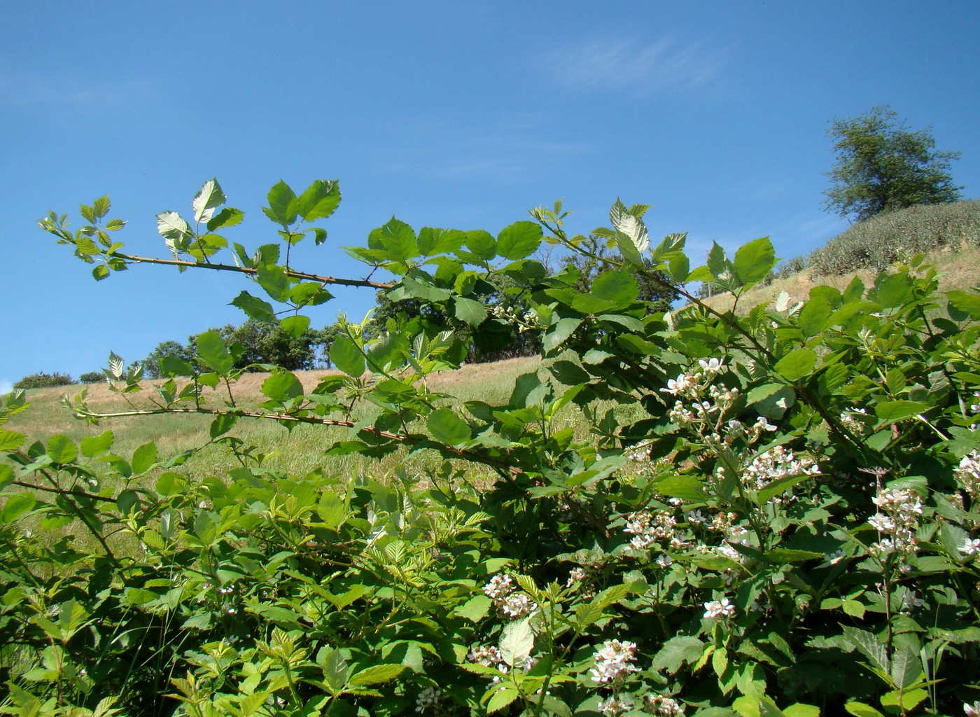 Image of Rubus candicans specimen.