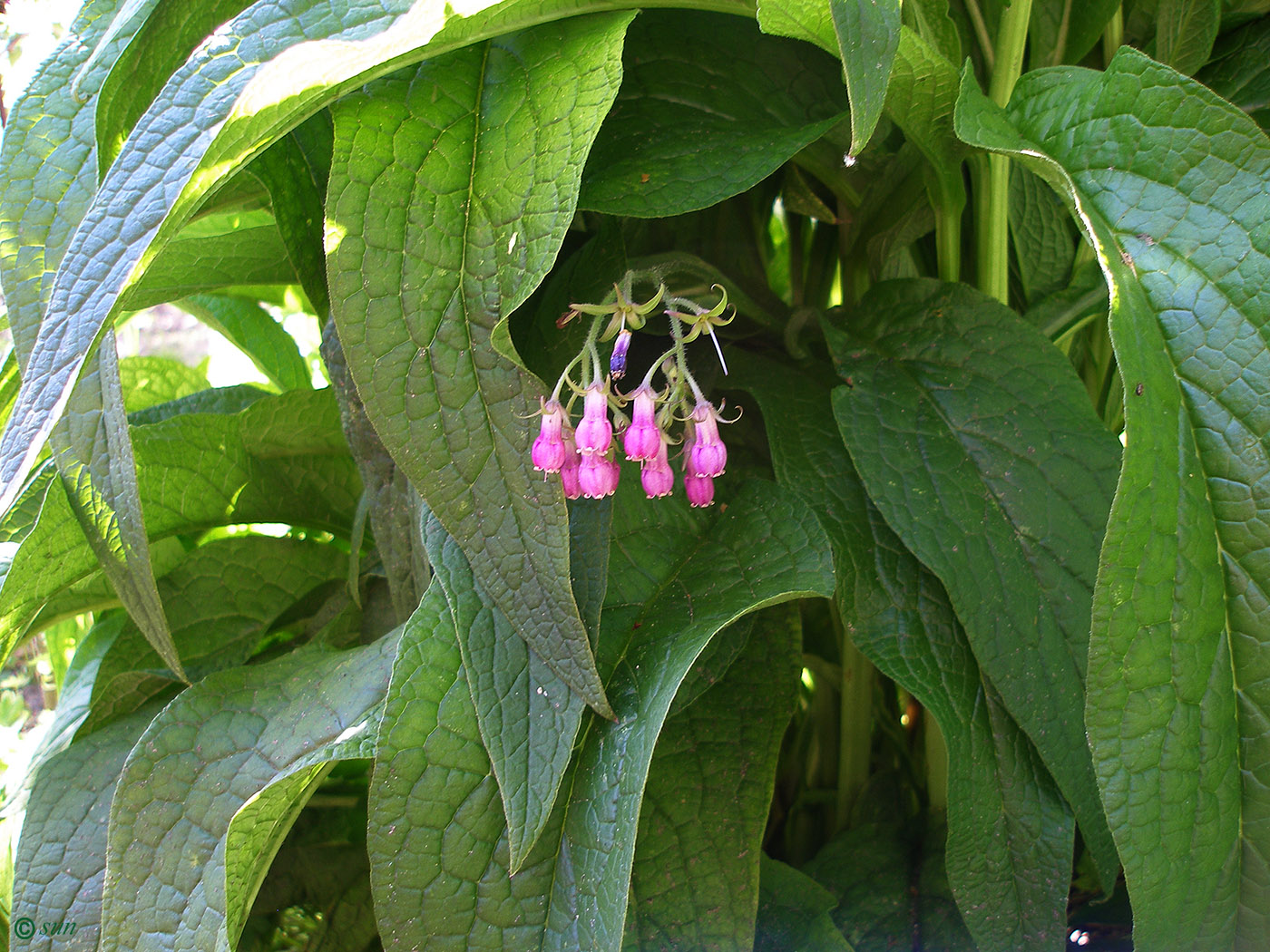 Image of Symphytum officinale specimen.