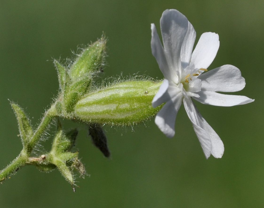 Изображение особи Melandrium latifolium.