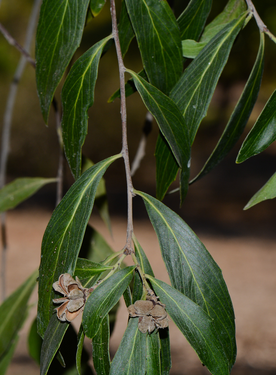 Изображение особи Quillaja brasiliensis.