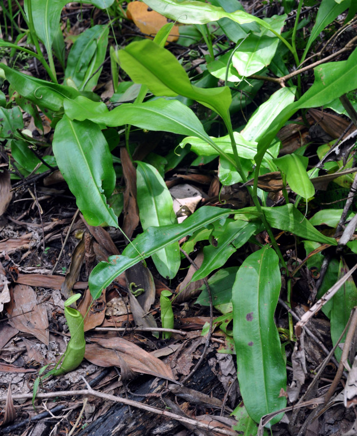 Image of Nepenthes mirabilis specimen.