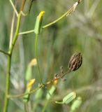 Image of taxon representative. Author is Роланд Цандекидис