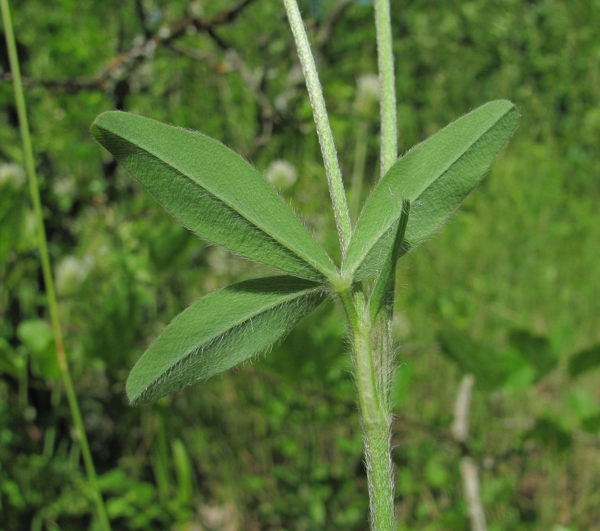 Изображение особи Trifolium caucasicum.