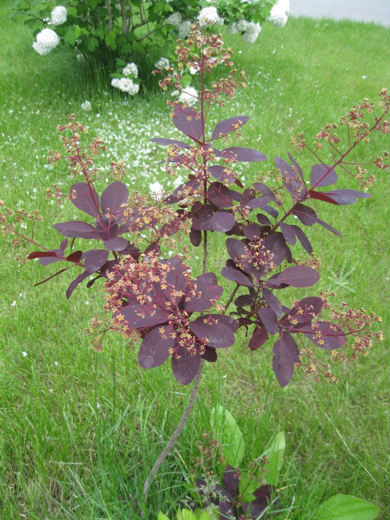 Image of Cotinus coggygria specimen.