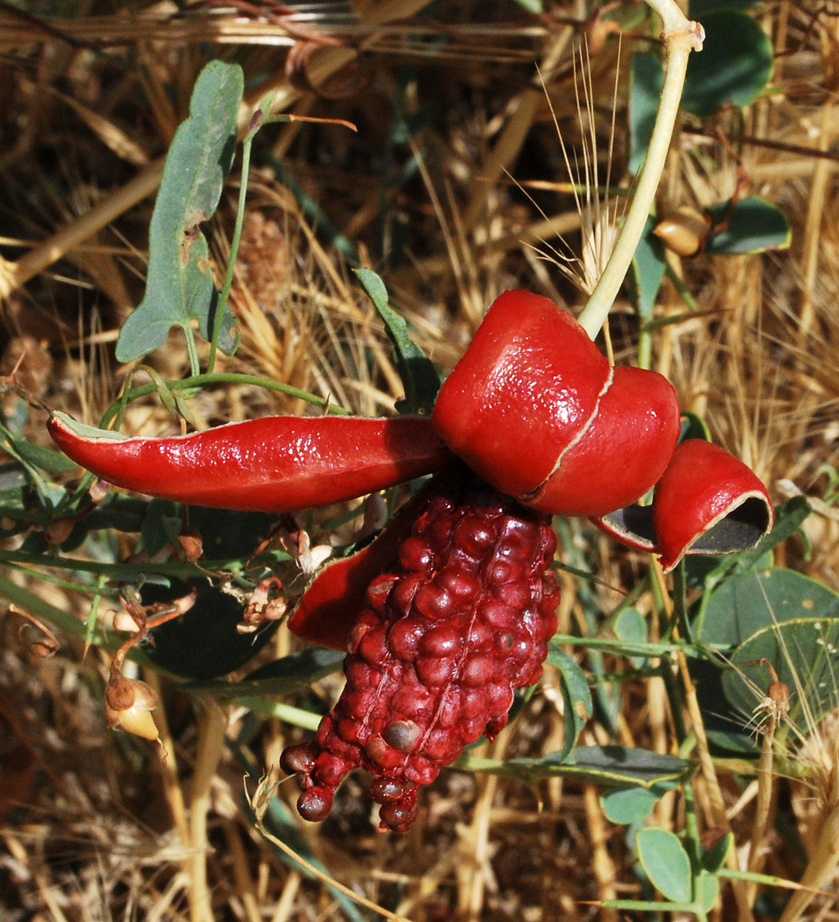 Image of Capparis herbacea specimen.