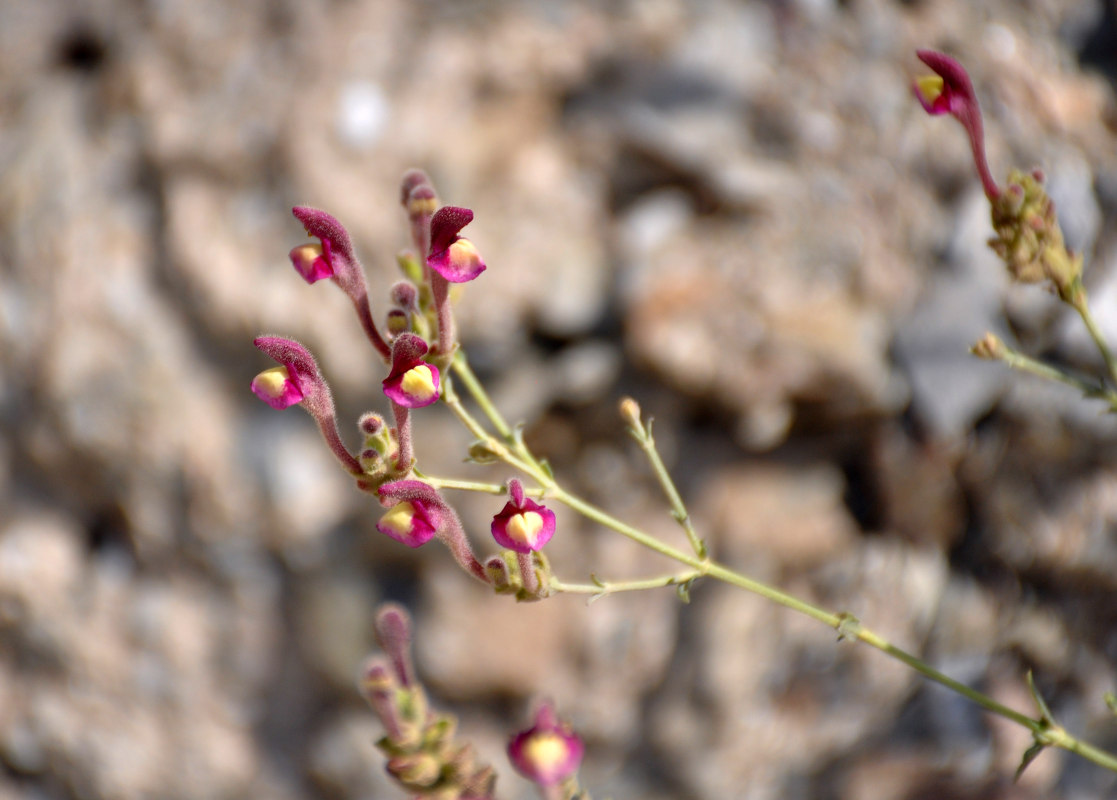 Image of genus Scutellaria specimen.