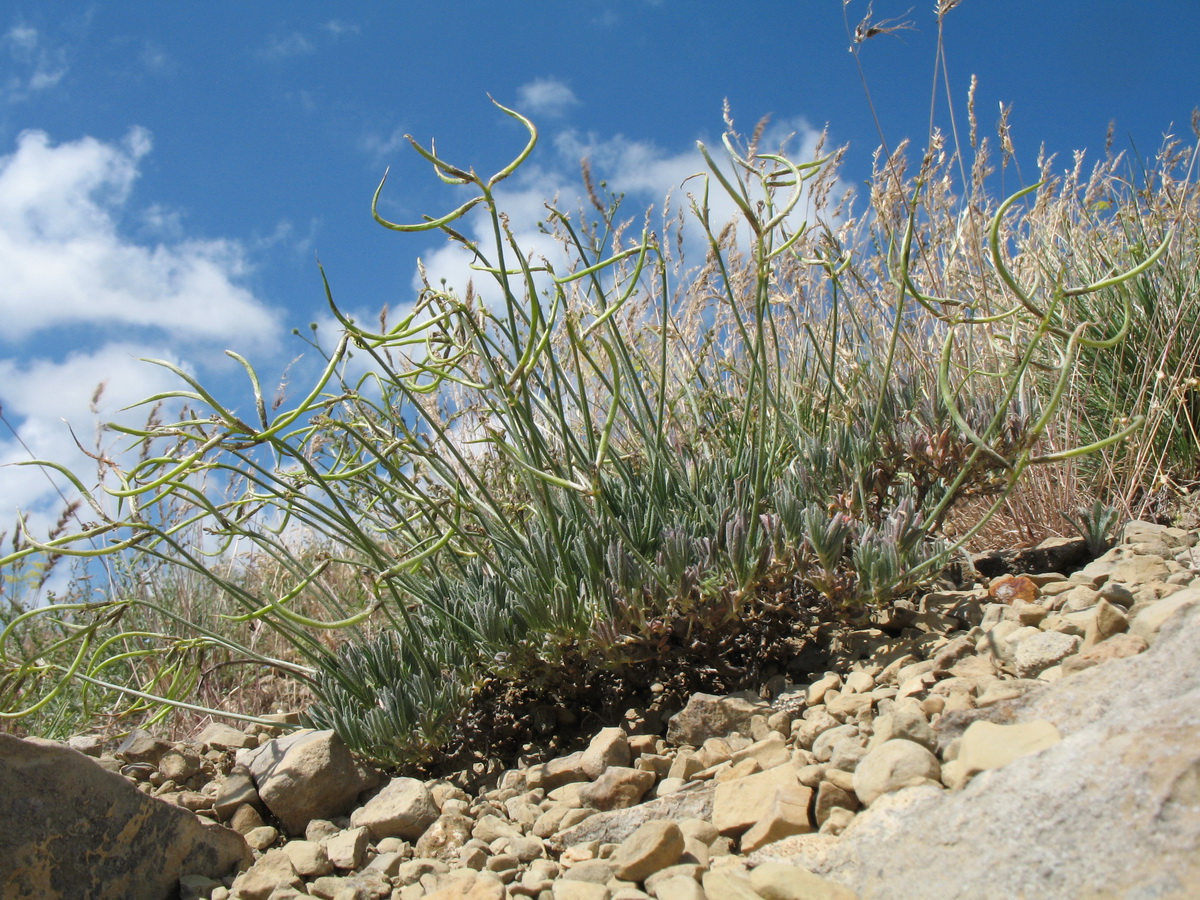 Image of Astragalus falcigerus specimen.