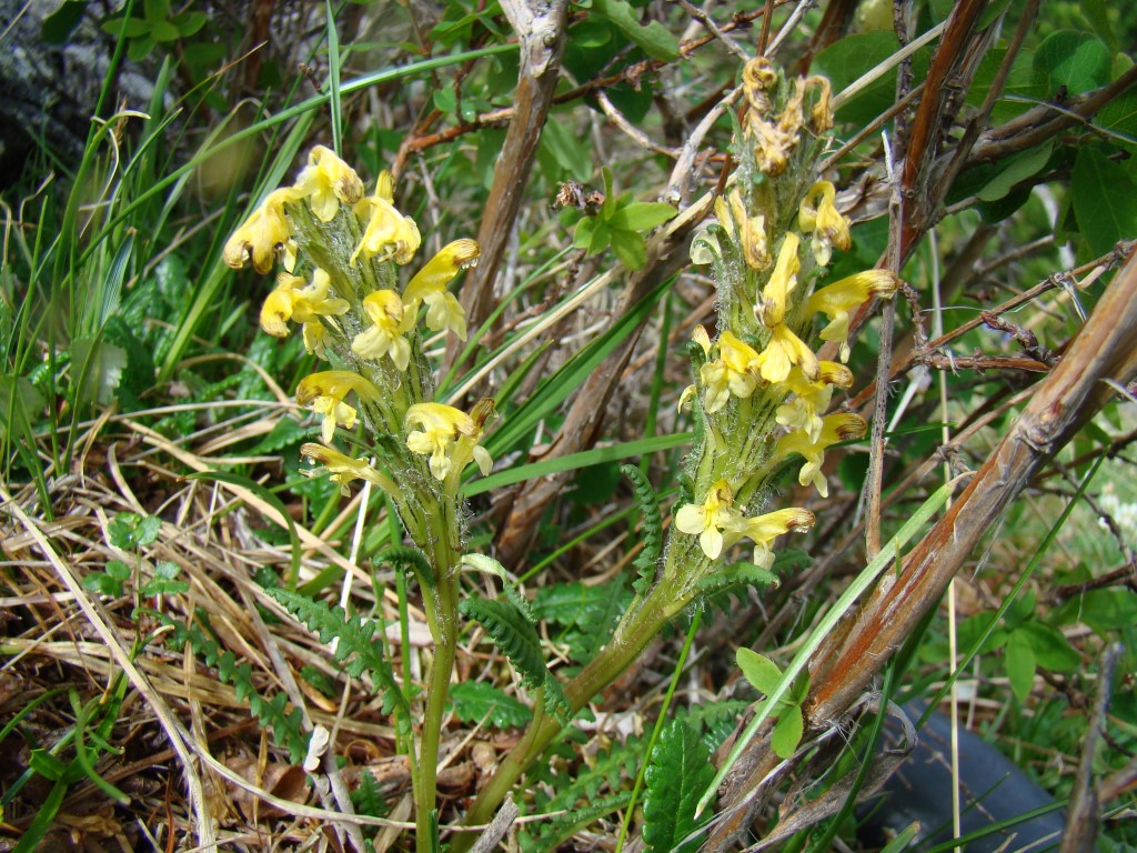 Изображение особи Pedicularis oederi.