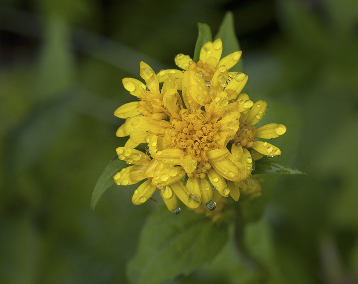 Изображение особи Solidago virgaurea.