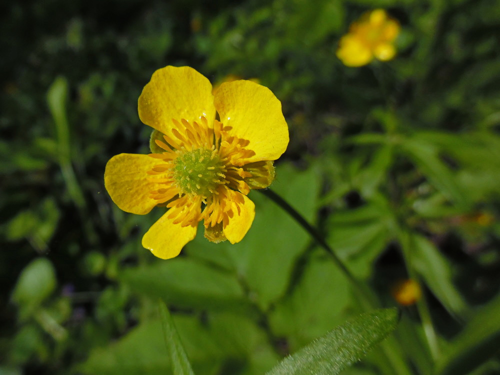 Image of Ranunculus cassubicus specimen.