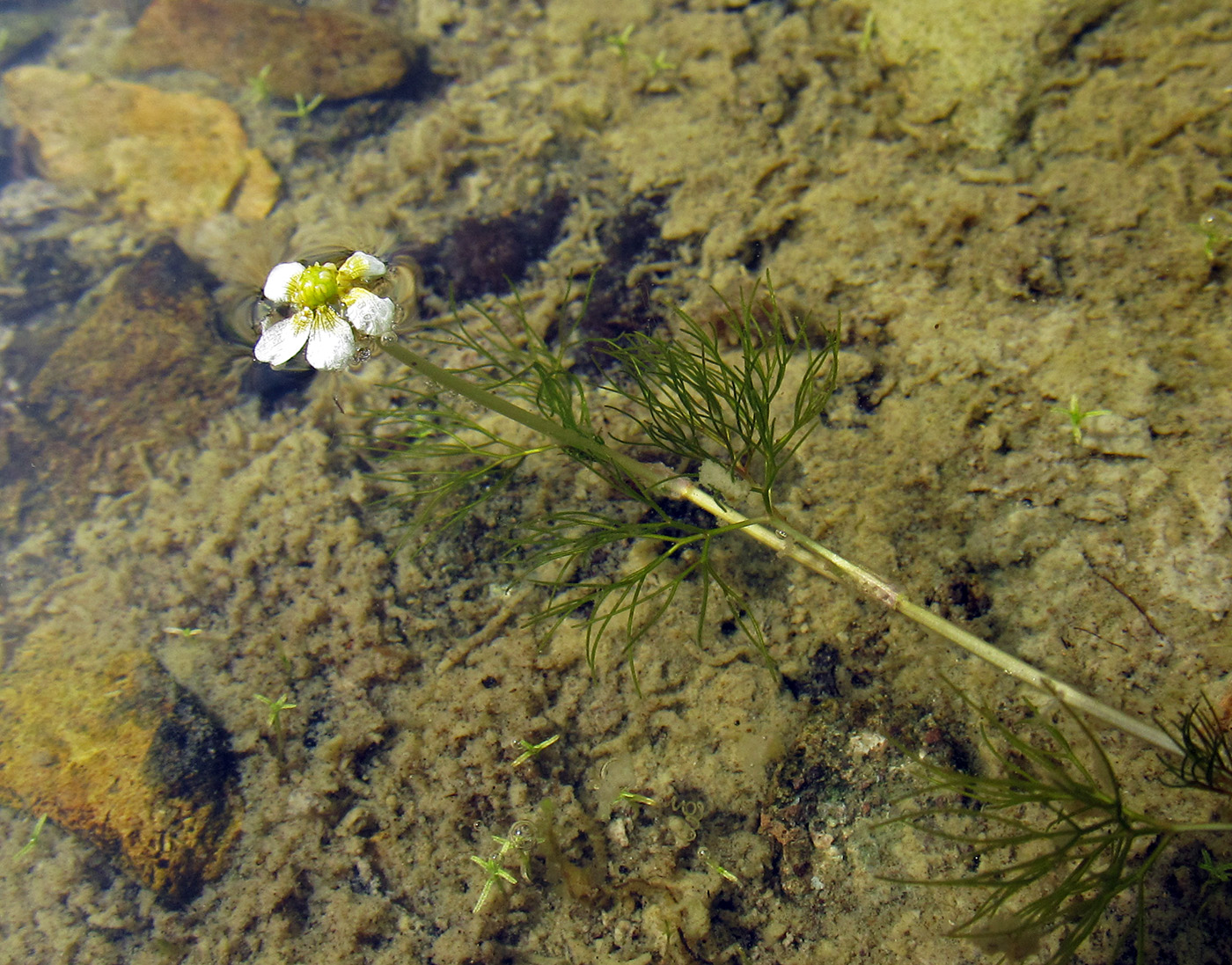 Image of Ranunculus trichophyllus specimen.