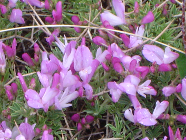 Image of Onobrychis cornuta specimen.