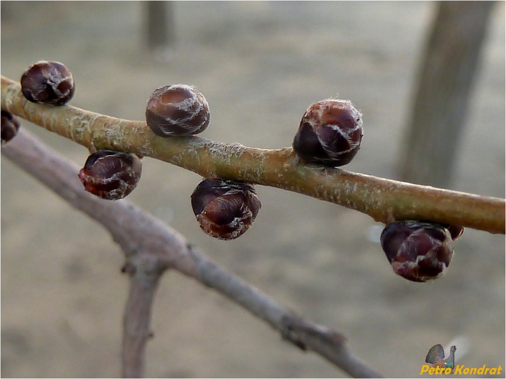 Image of genus Ulmus specimen.