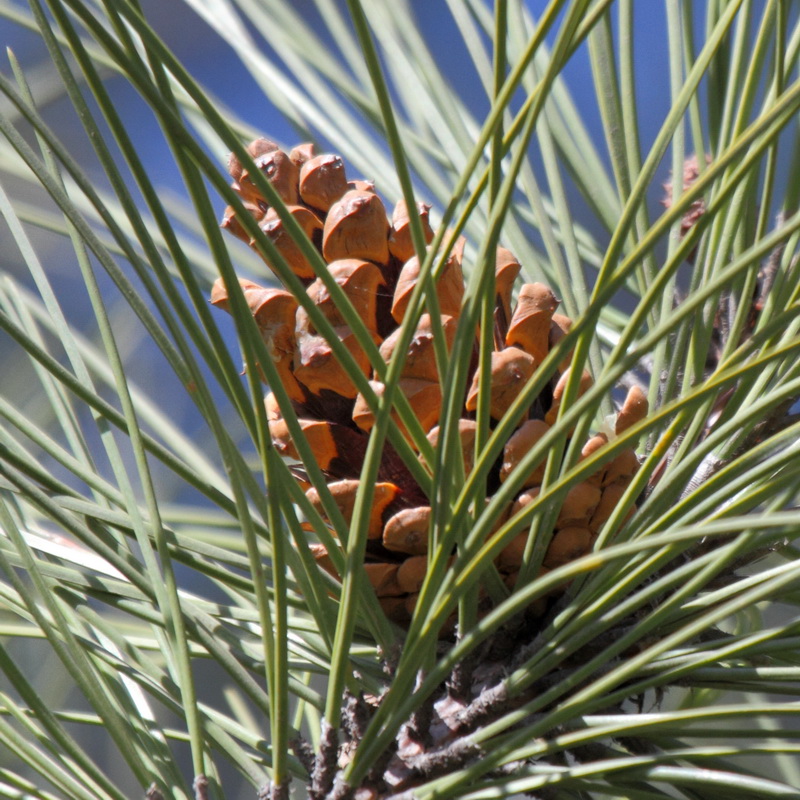 Image of genus Pinus specimen.