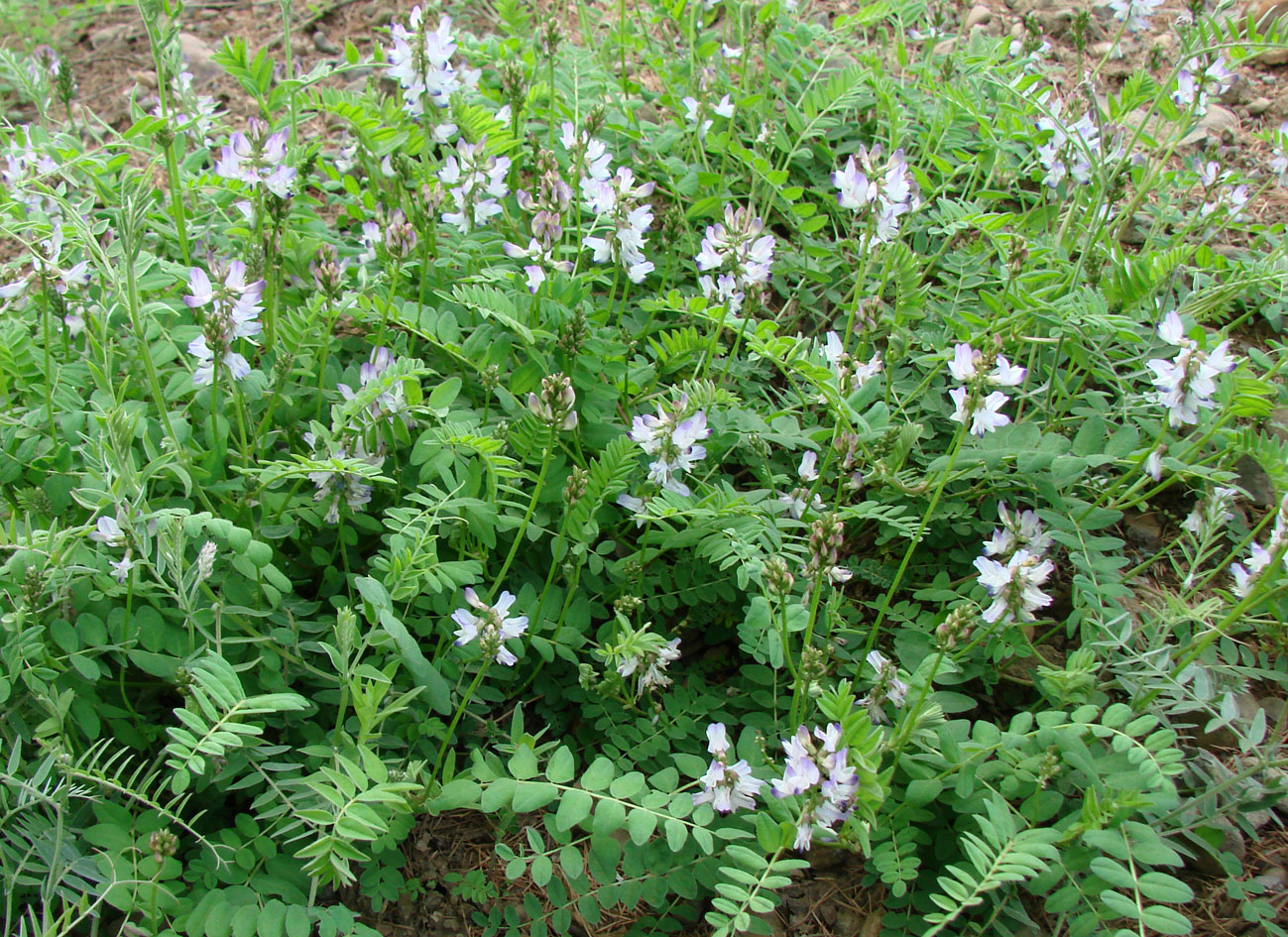 Изображение особи Astragalus alpinus.