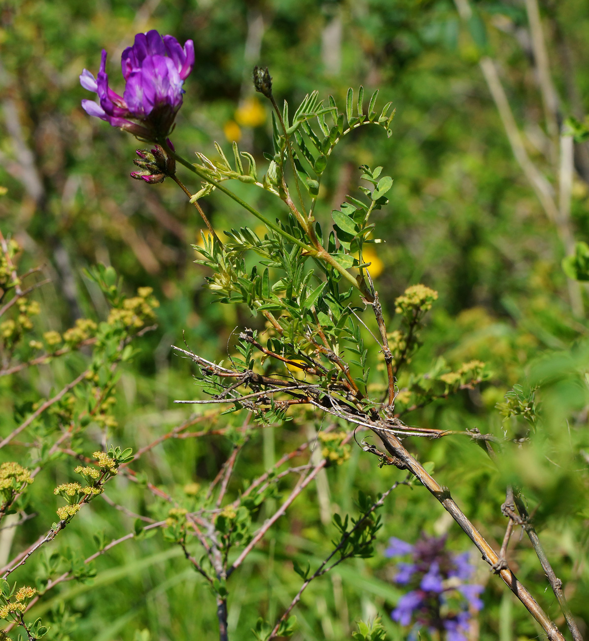 Изображение особи Astragalus austroaltaicus.