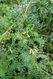 Astragalus galegiformis