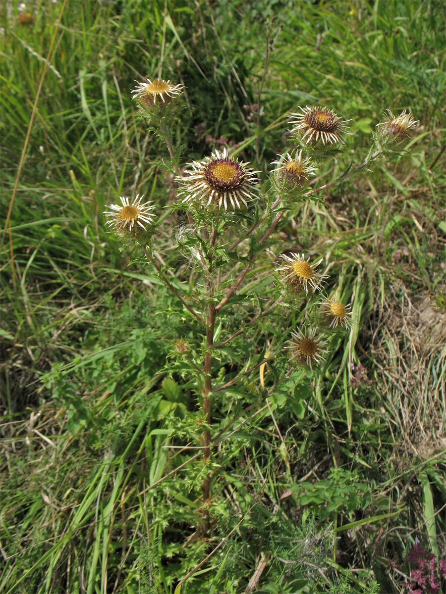 Image of Carlina vulgaris specimen.