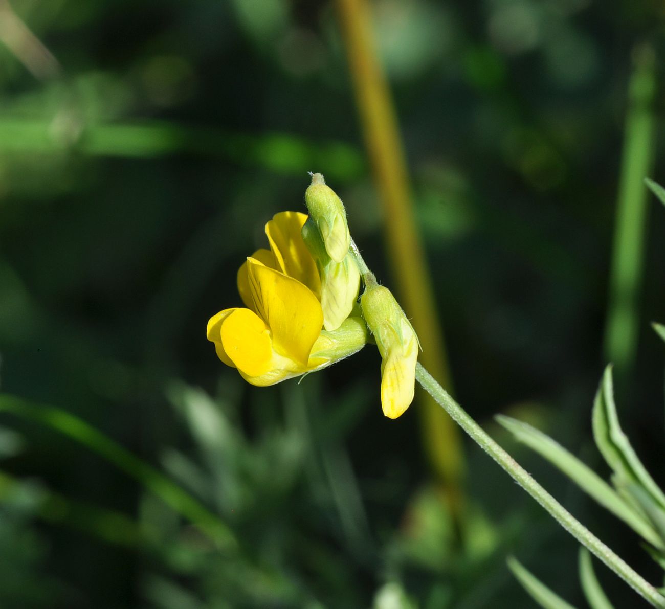 Изображение особи Lathyrus pratensis.