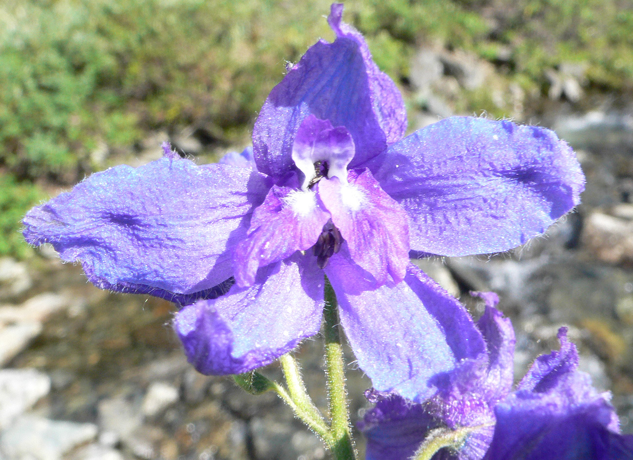 Image of Delphinium brachycentrum ssp. maydellianum specimen.