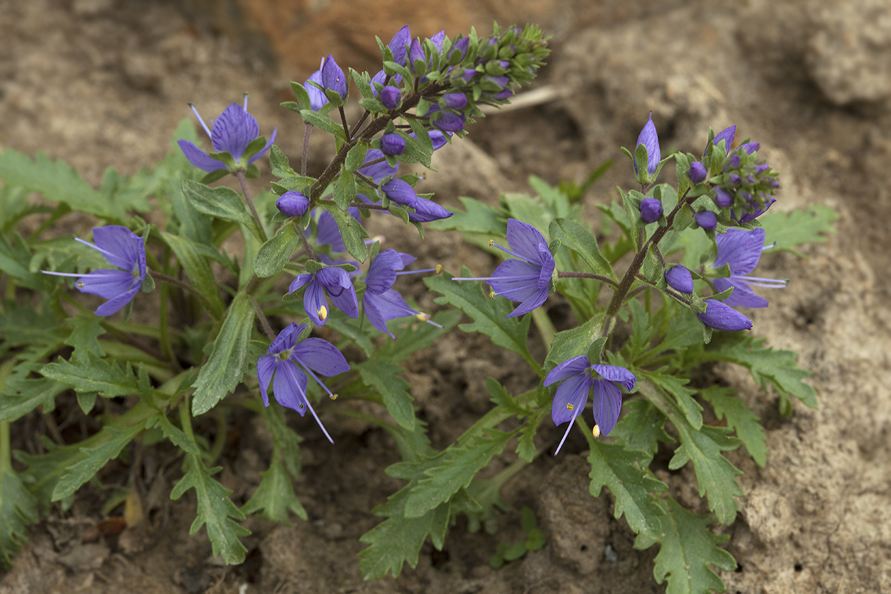 Image of Veronica schmidtiana specimen.