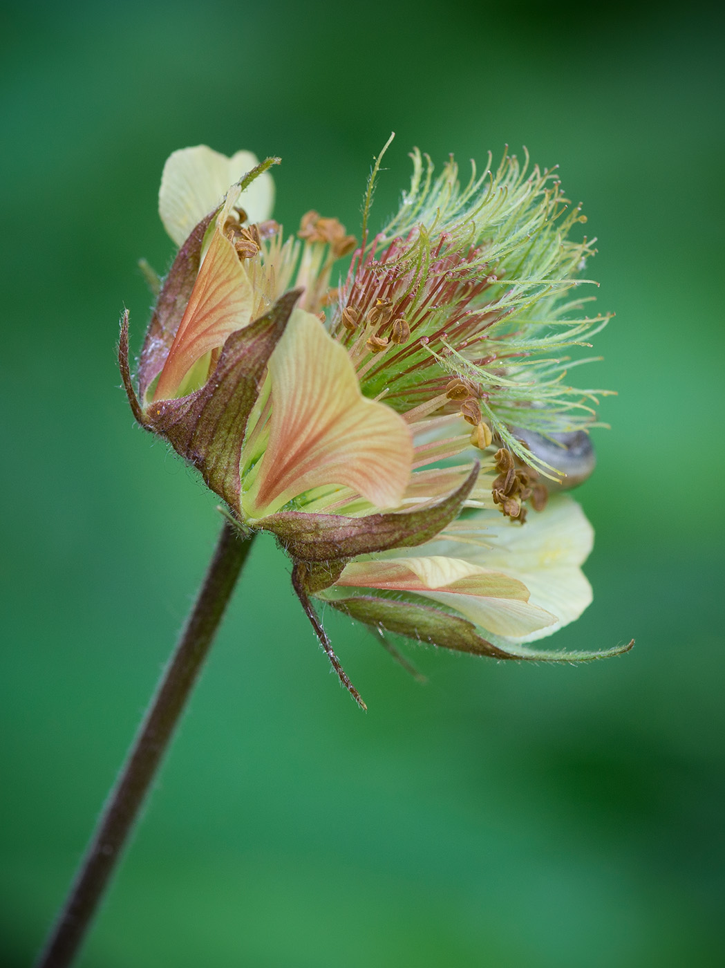 Image of Geum rivale specimen.