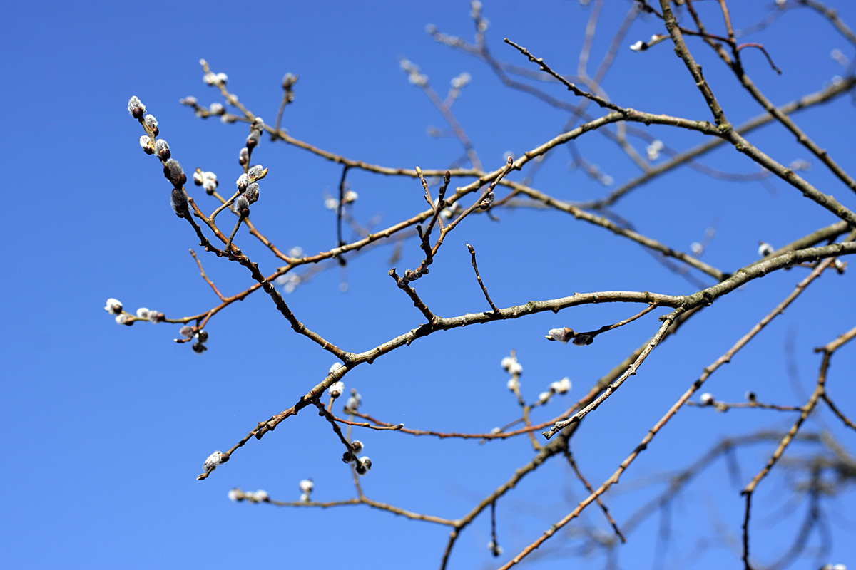 Image of Salix caprea specimen.