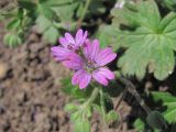 Geranium molle. Цветки. Дагестан, Кумторкалинский р-н, хр. Нарат-Тюбе, нарушенное(?) место. 24.04.2019.