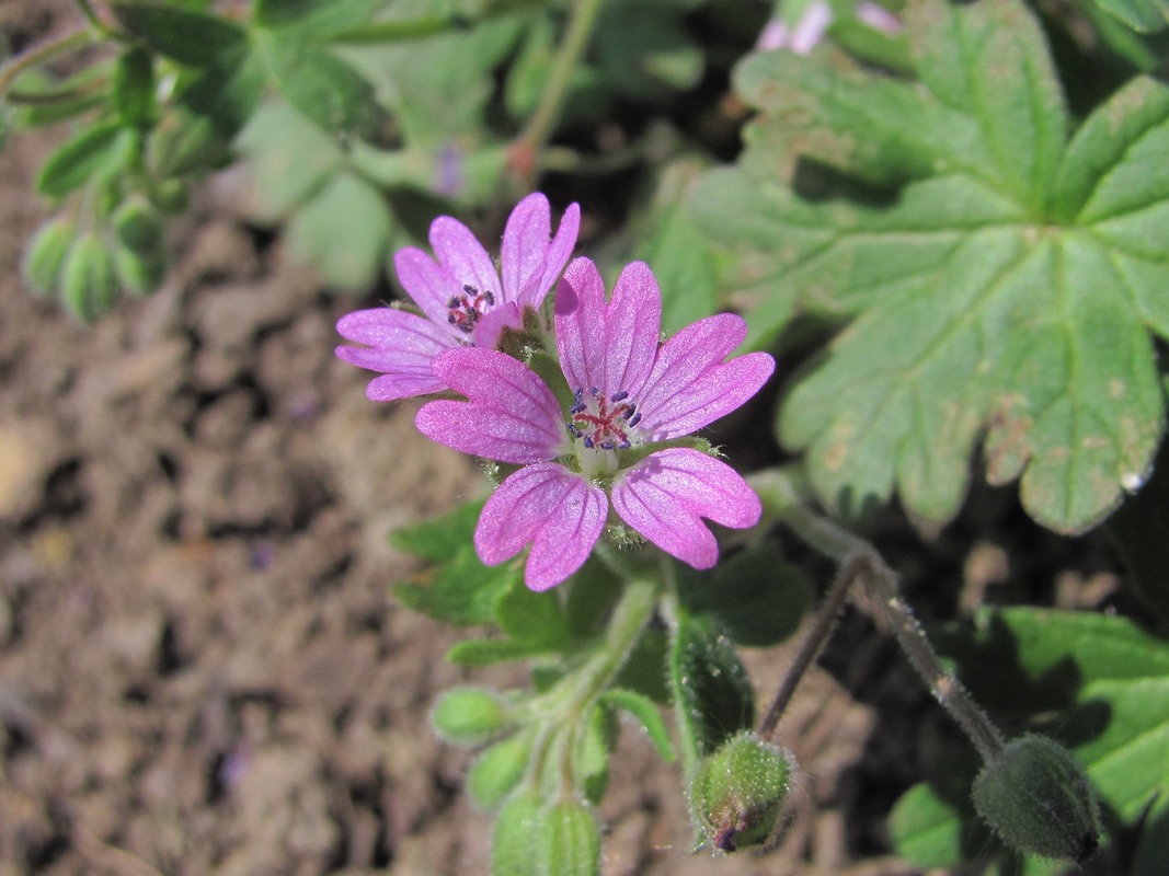 Изображение особи Geranium molle.