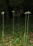 Nectaroscordum bulgaricum. Зацветающие растения. Крым, окр. Судака, долина р. Суук-Су, буковый лес. 16 мая 2019 г.