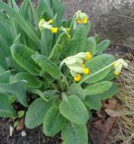 Primula veris