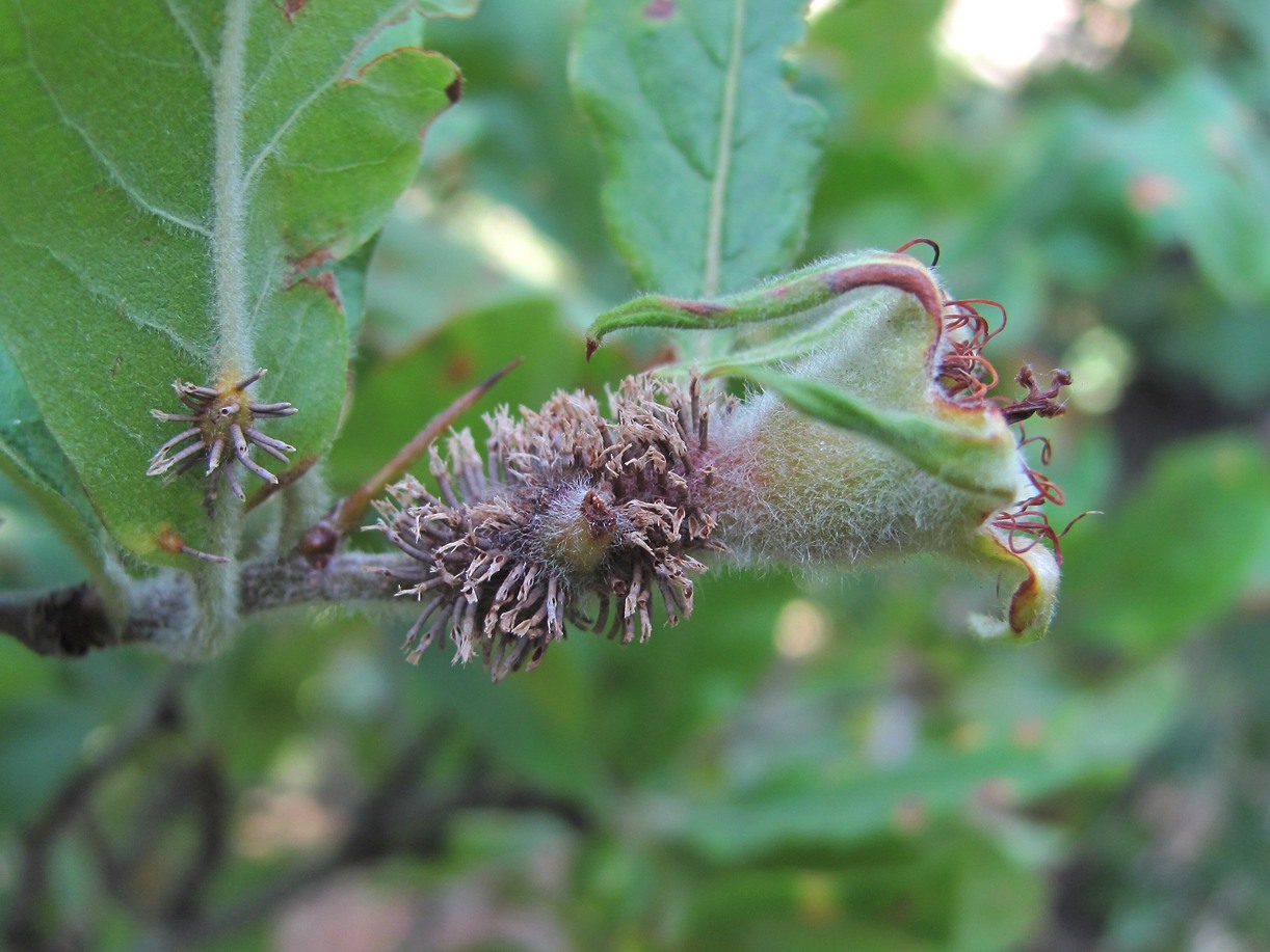 Image of Mespilus germanica specimen.