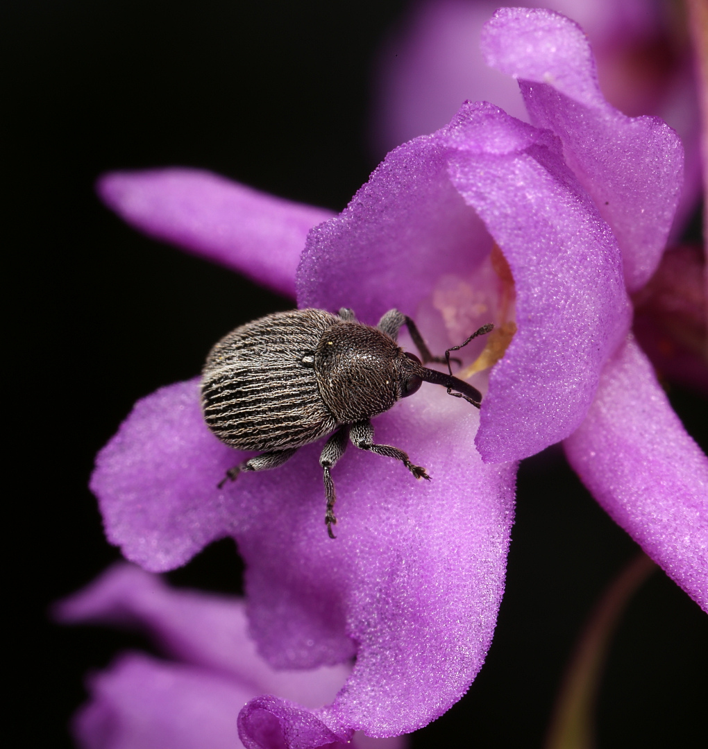 Image of Gymnadenia conopsea specimen.