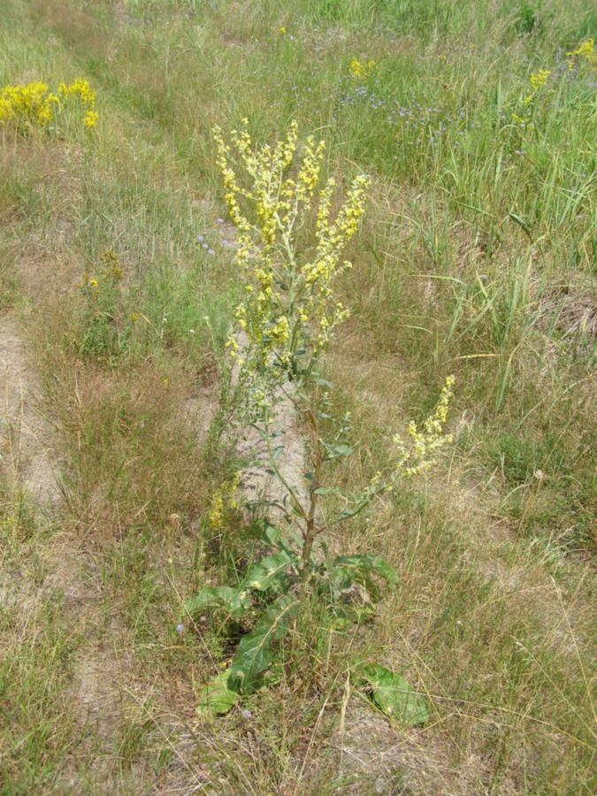 Изображение особи Verbascum lychnitis.