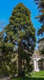 Sequoiadendron giganteum