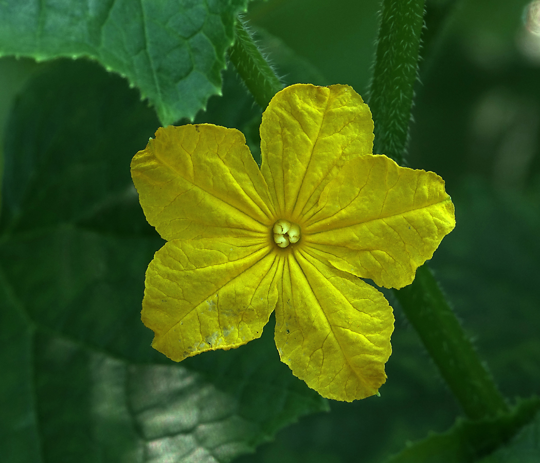 Image of Cucumis sativus specimen.