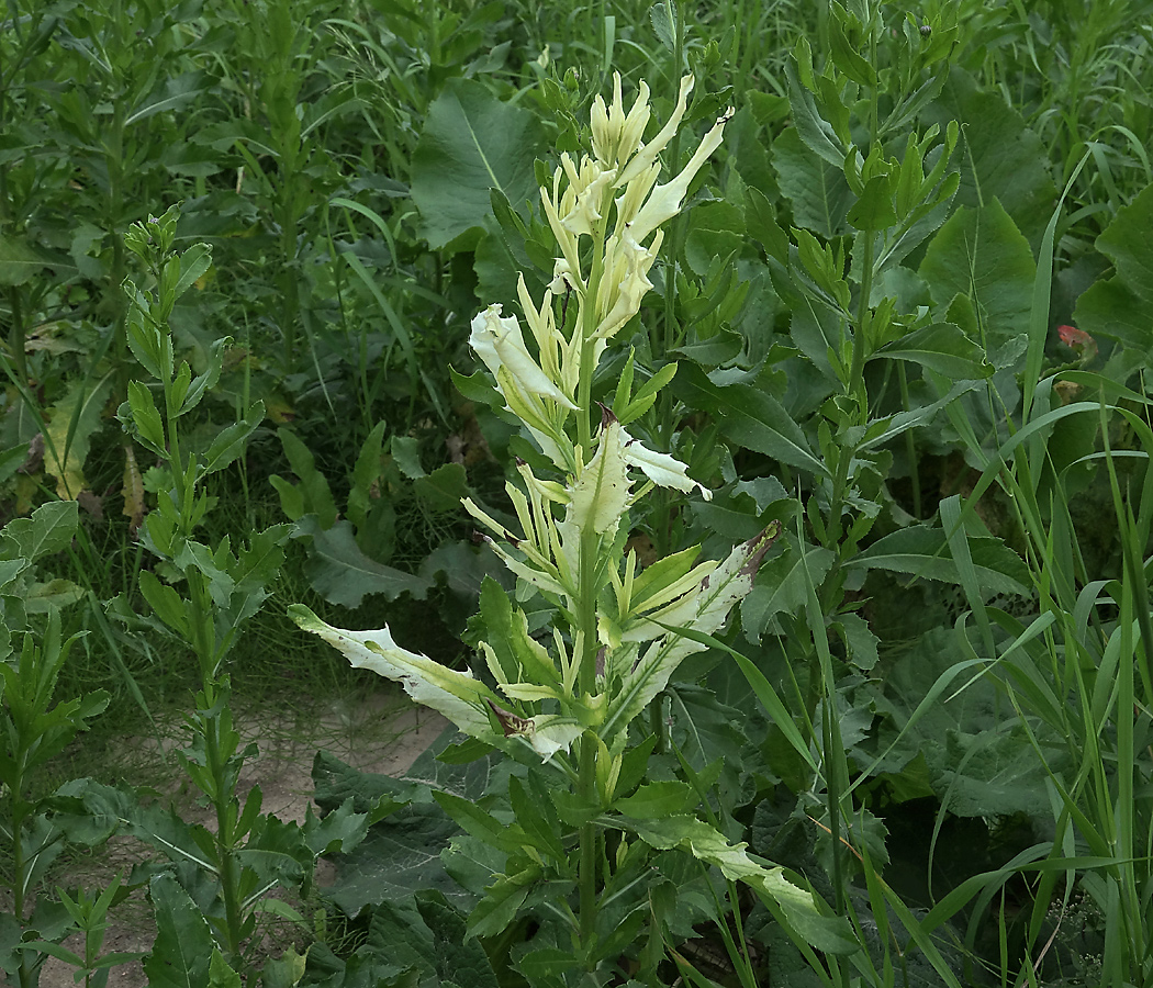 Image of Cirsium setosum specimen.