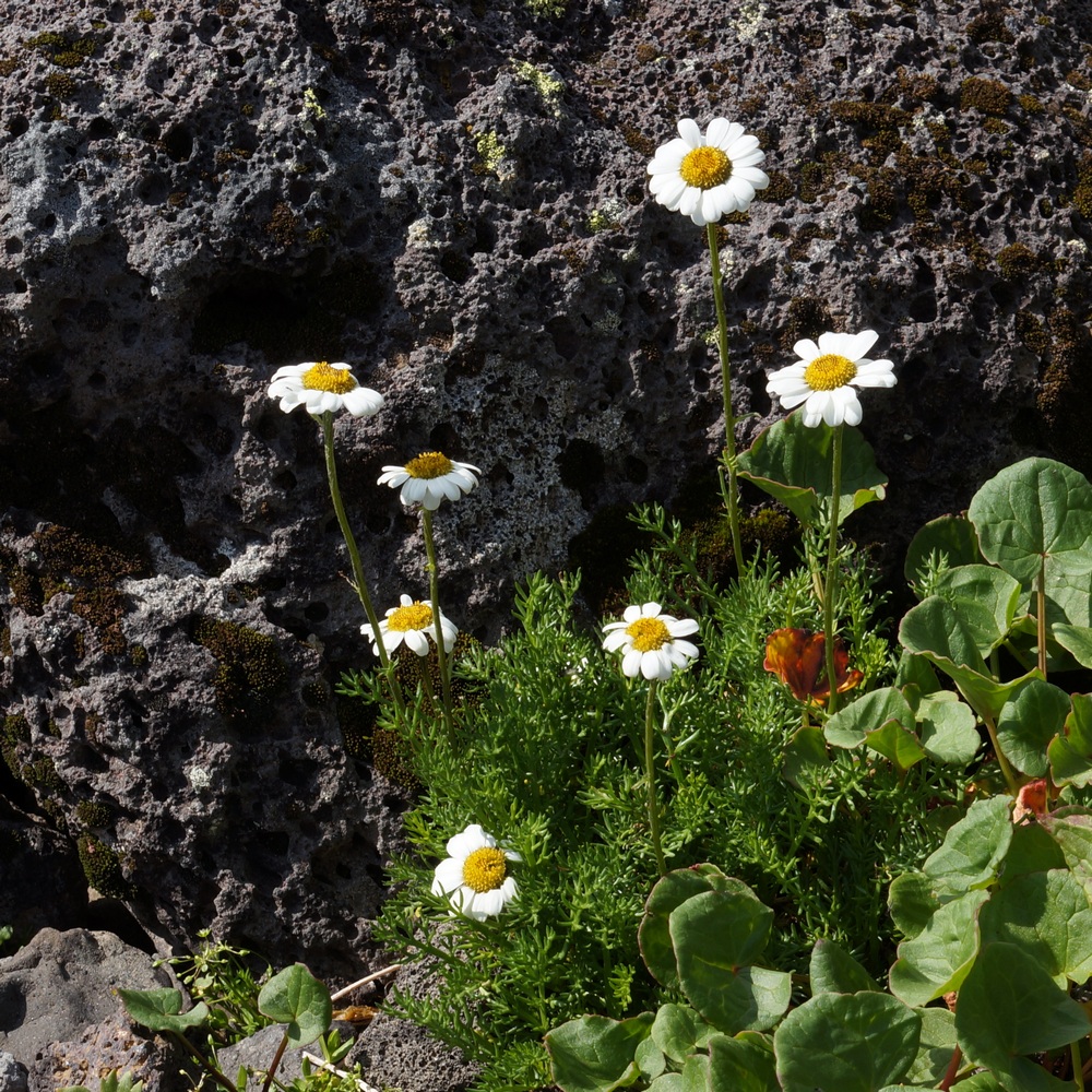 Изображение особи Pyrethrum pulchellum.