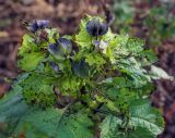 Nicandra physalodes