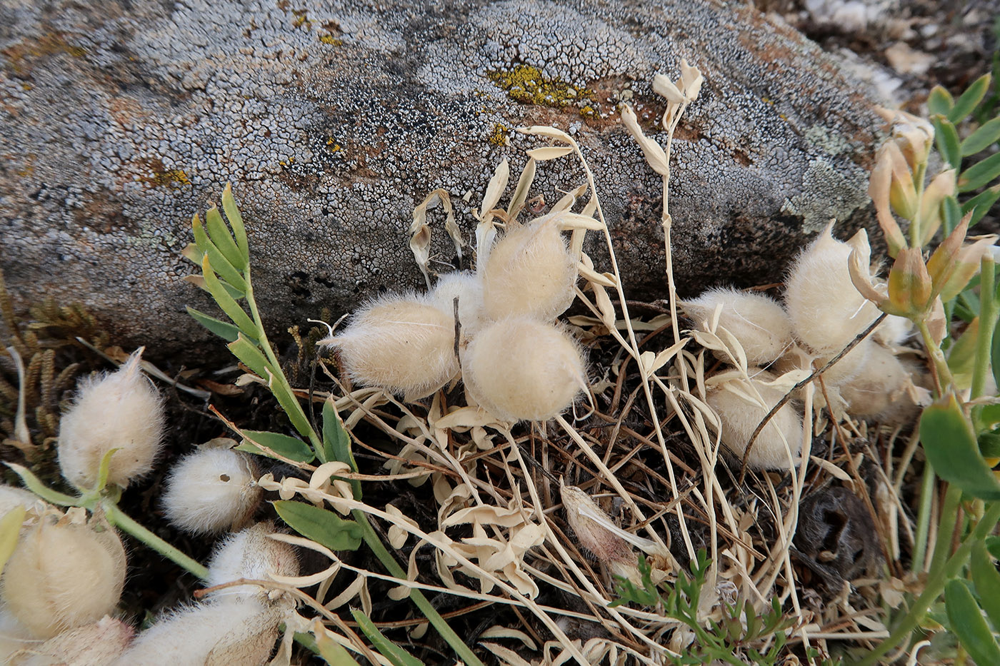 Image of Oxytropis leucotricha specimen.